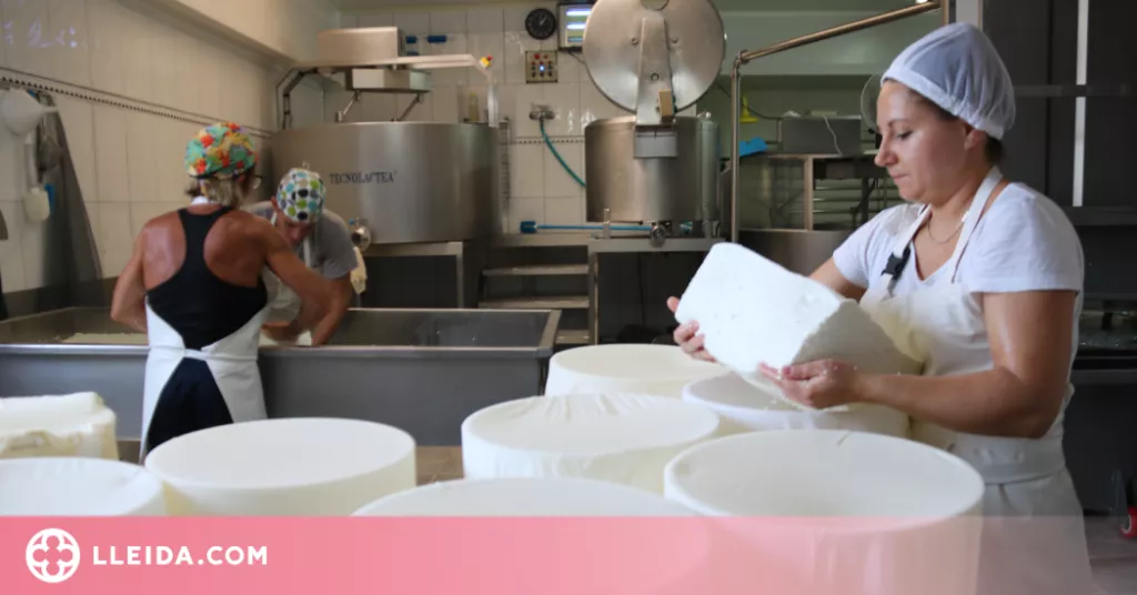 ⏯️ El món del formatge artesà a Catalunya "viu un moment dolç"