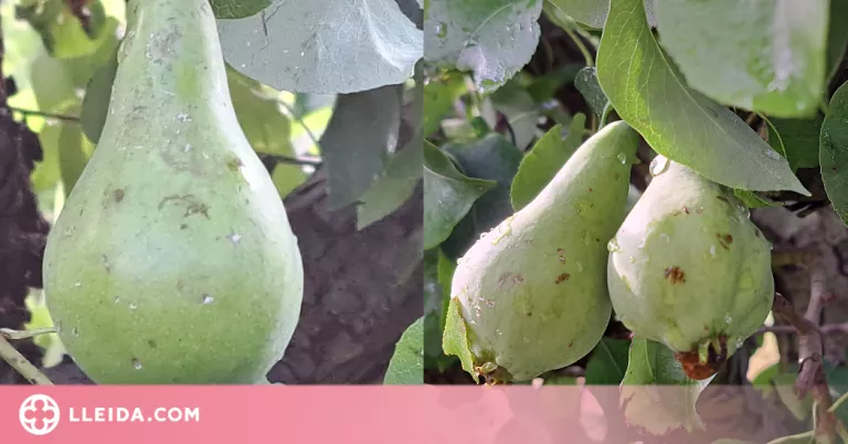 ⏯️ La pedregada de dilluns a la tarda provoca danys de fins al 85% en poma i pera al Segrià