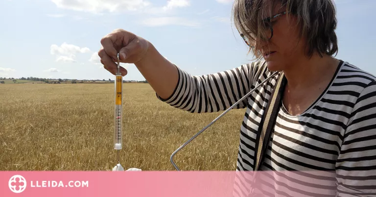 ⏯️ Les pèrdues al cereal de secà per la sequera arriben als 3.600 quilos per hectàrea