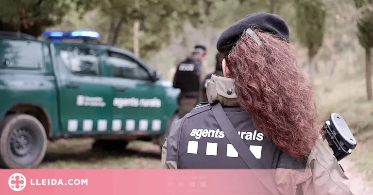 Denunciat per sacrificar un porc senglar i utilitzar mètodes de caça prohibits al Sobirà