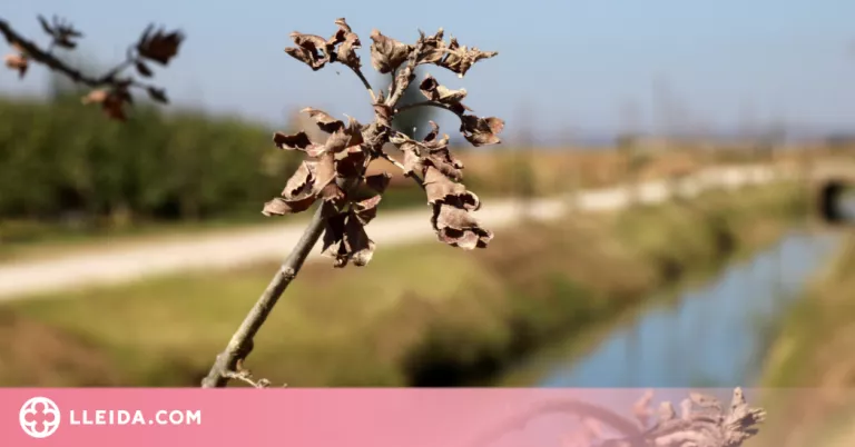 Un 50% dels arbres plantats enguany a les banquetes del canal d'Urgell han mort per falta d'aigua