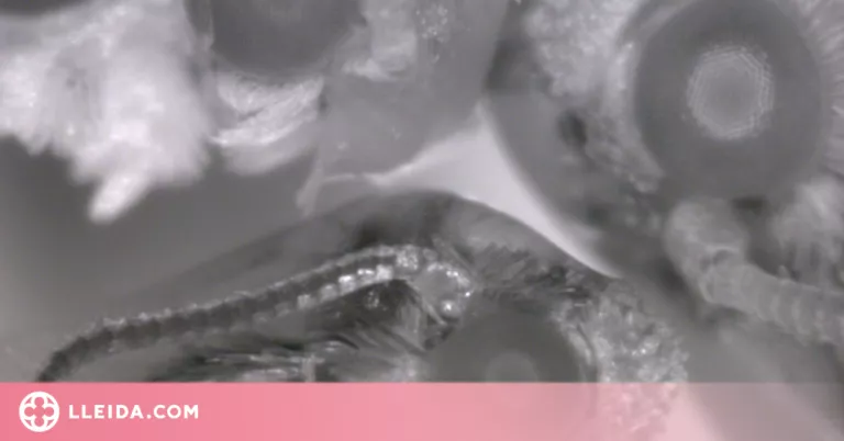 Una recerca de la UdL estudia la visió dels insectes per combatre plagues de fruiters