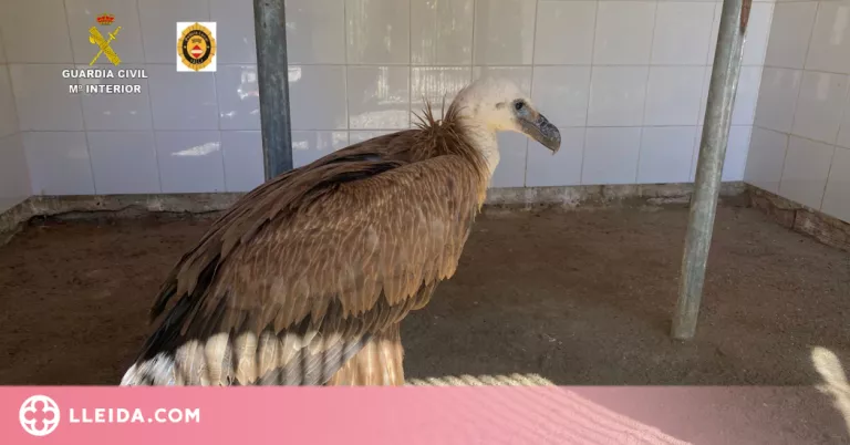 Rescaten un voltor comú ferit en una de les ales