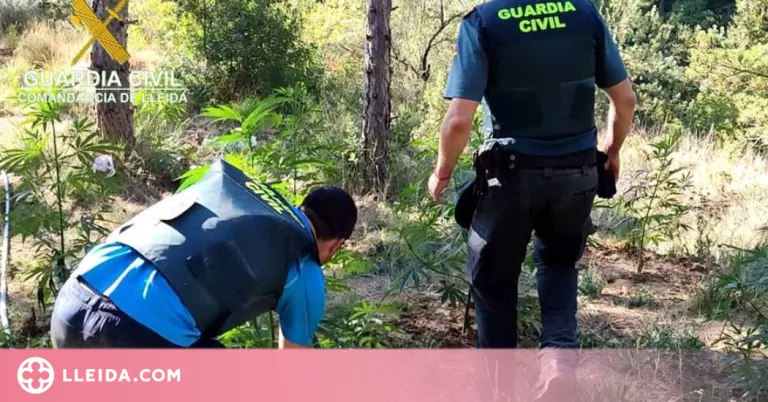 La Guàrdia Civil confisca 2.000 plantes de marihuana a la Noguera