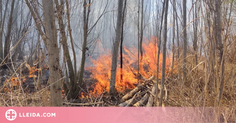 Un incendi crema uns 1.500 metres quadrats de l'estany d'Ivars i Vila-sana