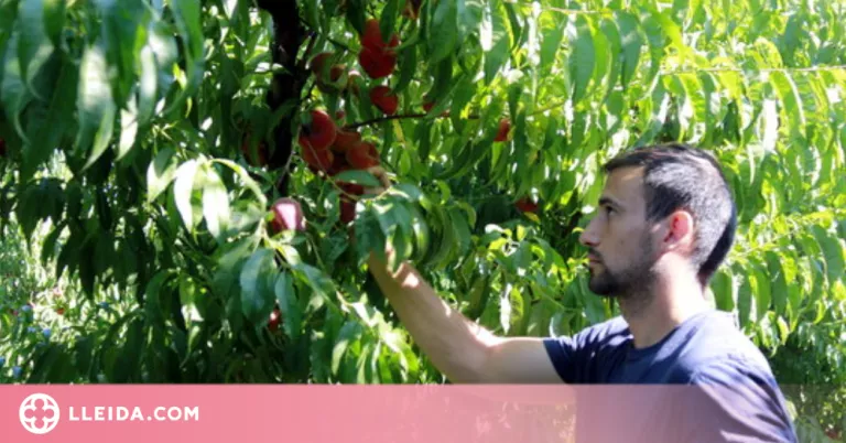La campanya de la fruita avança pràcticament sense casos de Covid-19