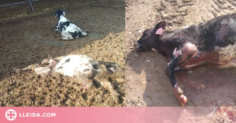 Dos atacs de gossos salvatges deixen nou vedells morts en una granja del Segrià