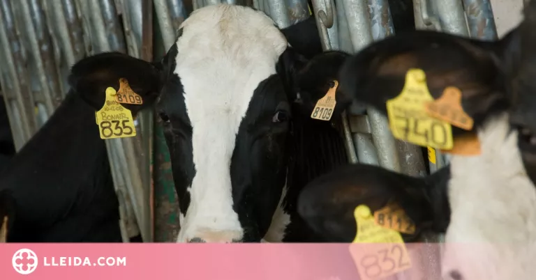 JARC denúncia que els productors en règim general d'IVA estan finançant la rebaixa de l'impost als aliments