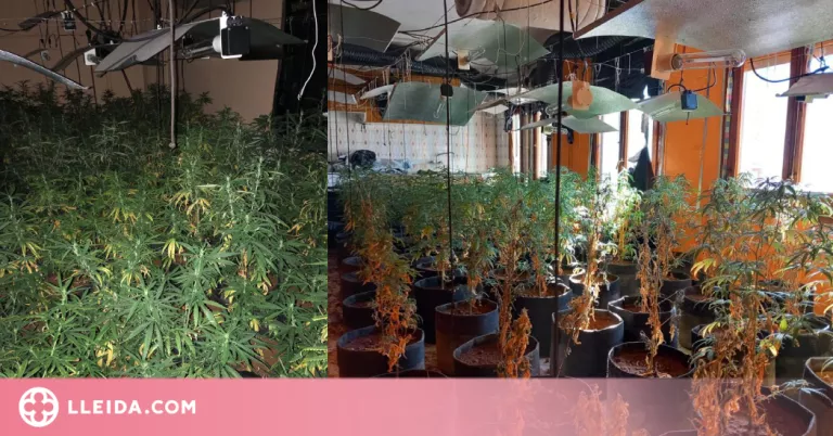 Detenen dues persones per cultivar 193 plantes de marihuana en una casa a l'Alta Ribagorça