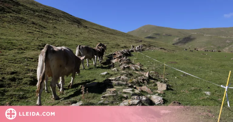 Ramaders del Pallars Sobirà demanen una reunió urgent amb Acció Climàtica per modificar la PAC