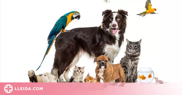Aprovada la primera llei de protecció animal