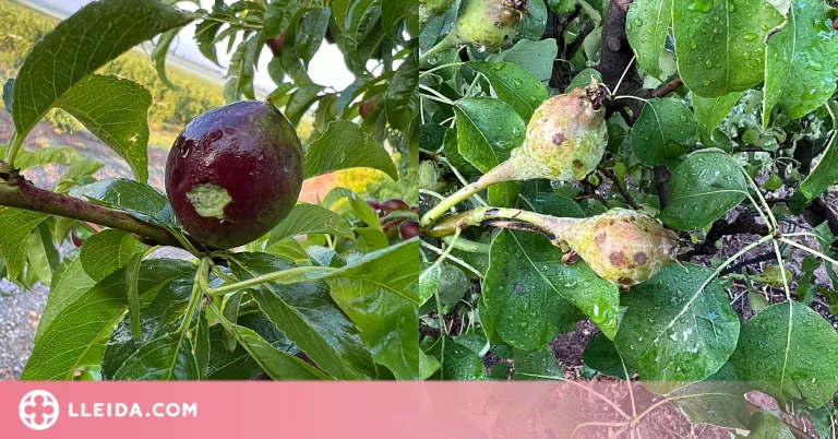 La pedregada de la Noguera afecta 856 hectàrees amb danys d'entre el 80% en ordi i el 100% en fruita
