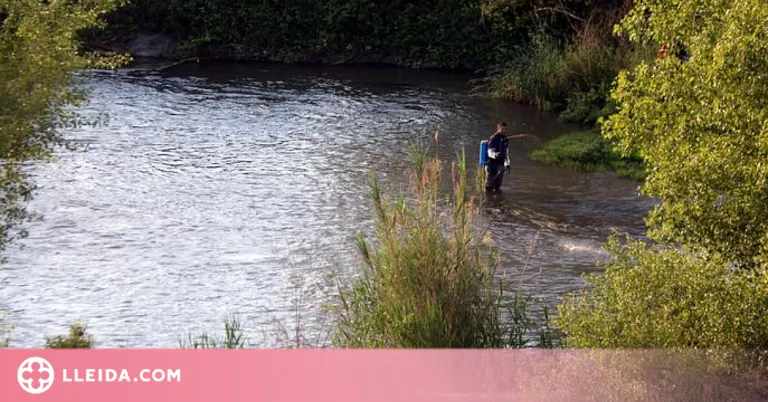 Segona fumigació aèria contra la mosca negra a Lleida