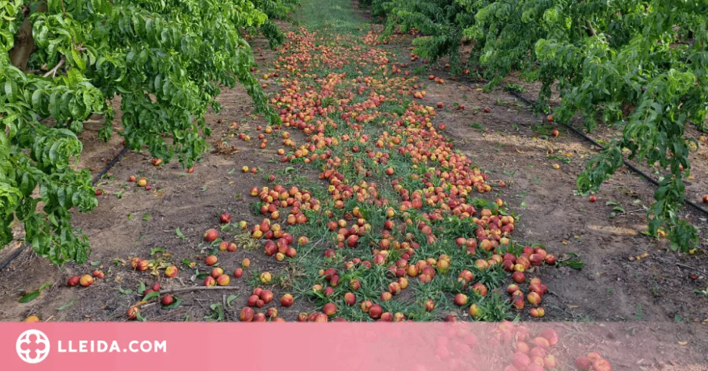 Pagesos de Ponent tiren la fuita a terra perquè no assoleix els calibres comercials