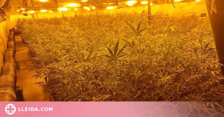 Desmantellen vuit plantacions de marihuana amb 7.300 plantes en dues naus a Lleida