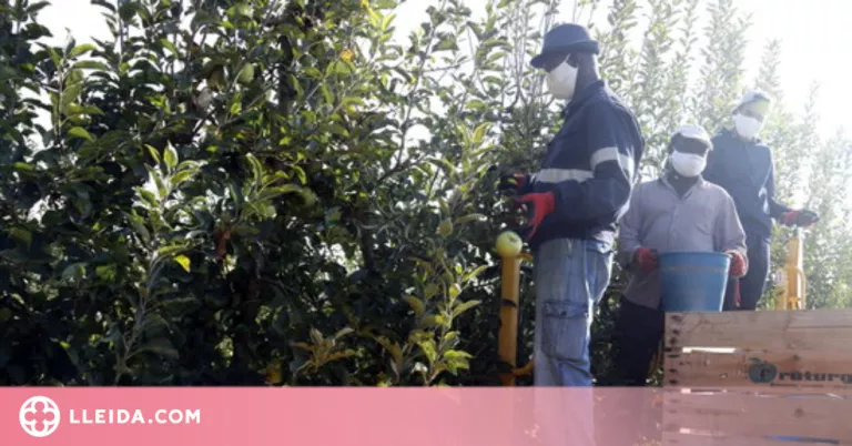 La campanya de la fruita rebrà 1 MEUR per millorar la contractació i l'allotjament dels temporers