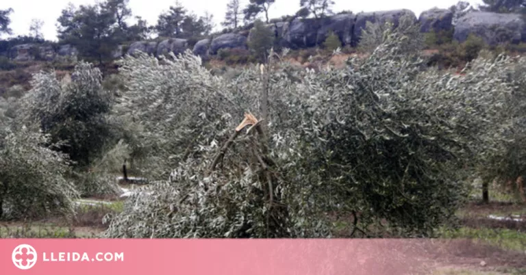 Proposta d'ajuts per les oliveres afectades pel Filomena