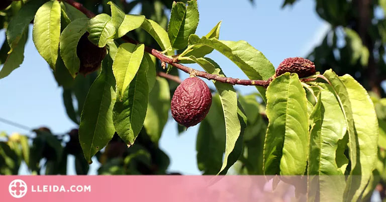 ⏯️ Afrucat alerta que ja hi ha fruiters regats pel canal d'Urgell que han perdut tota la collita