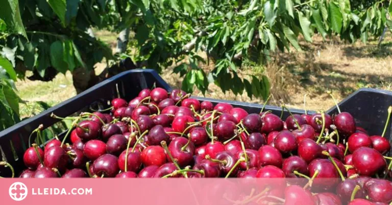 300 mil euros d'ajuts al sector agrari per a l'assessorament i suport tècnic de fertilització