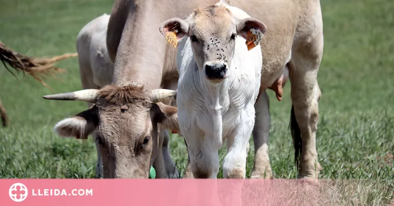 ⏯️ Preocupació dels ramaders a pocs dies de la transhumància per falta d'aigua i herba a la muntanya