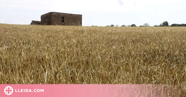Identifiquen una proteïna vegetal amb tolerància a la sequera