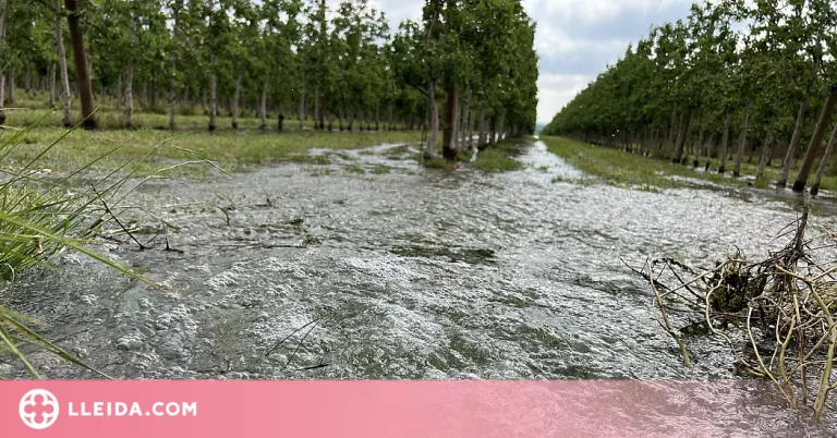 ⏯️ Comença el primer torn de reg per garantir la supervivència dels arbres al canal d'Urgell