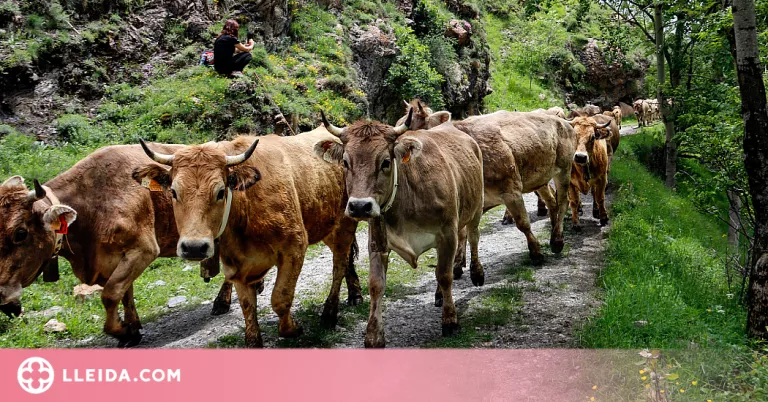 ⏯️ La sequera no impedeix que més d'un miler de vaques pugin a la muntanya a passar l'estiu
