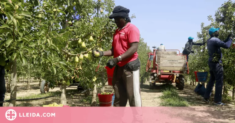 ⏯️ La calor, la sequera i la falta de mà d'obra marquen l'inici de la collita de la pera llimonera a Ponent