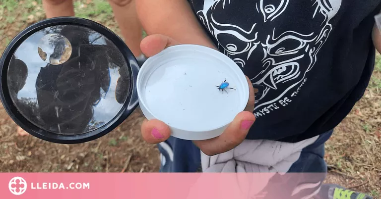 Els insectes del Parc de la Mitjana, protagonistes de les Ecoactivitats