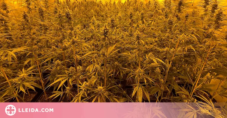 Detingut el propietari d'una plantació 'indoor' de marihuana amb gairebé 900 plantes a la Noguera