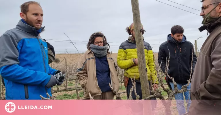 La DO Costers del Segre forma el seus cellers en la “poda de respecte”