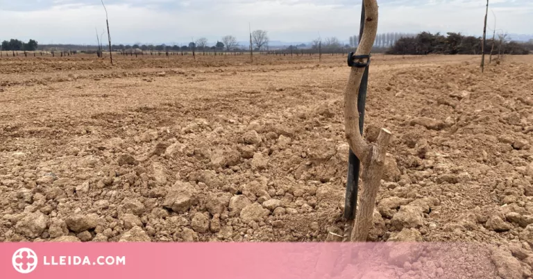 Denuncien la destrossa de 200 pistatxers acabats de plantar en una finca d'Artesa de Lleida