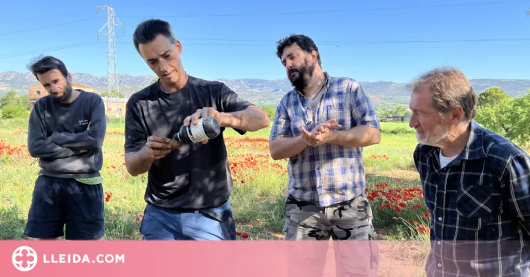 La sequera farà que els resultats de les parcel·les experimentals del Jussà "no serveixin de guia"