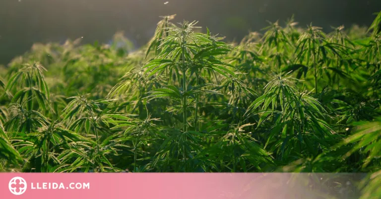 Desarticulat un grup criminal dedicat al cultiu i distribució de marihuana
