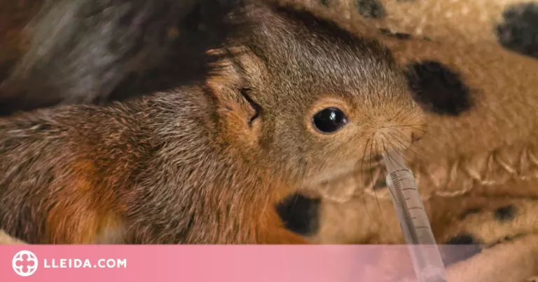 El Zoo del Pirineu torna 228 animals a la natura aquest 2023