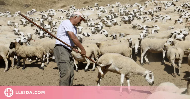 ⏯️ La Vall d'Àssua manté viva la tria d'ovelles amb ganxo