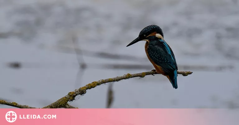 Els Aiguamolls de Rufea acullen el Dia Mundial dels Ocells