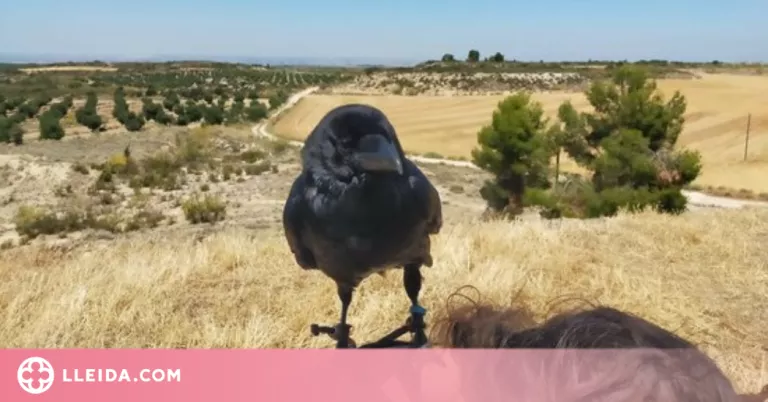 Els Agents Rurals denuncien una famosa 'tiktoker' per fer volar tres corbs sense autorització