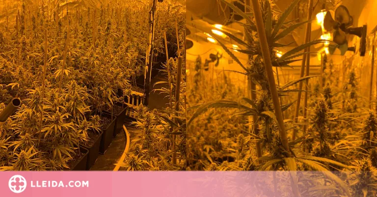Desmantellen 5.200 plantes de marihuana a l'interior de dos xalets de Lleida