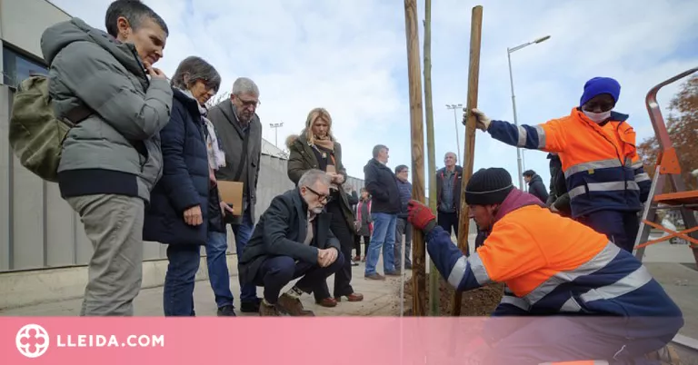 La Paeria plantarà més de 600 arbres a Lleida aquest hivern