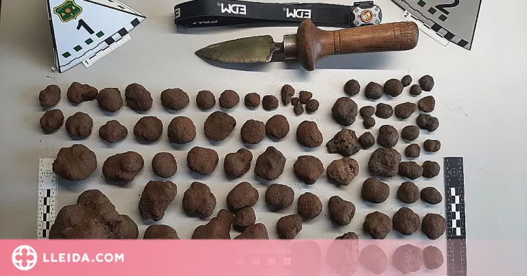 Detingut per sostreure 1,4 kg de tòfona negra en una finca privada a l'Alt Urgell