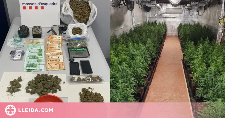 Tres detinguts en dos operatius a les Garrigues i la Noguera per cultiu i tràfic de droga