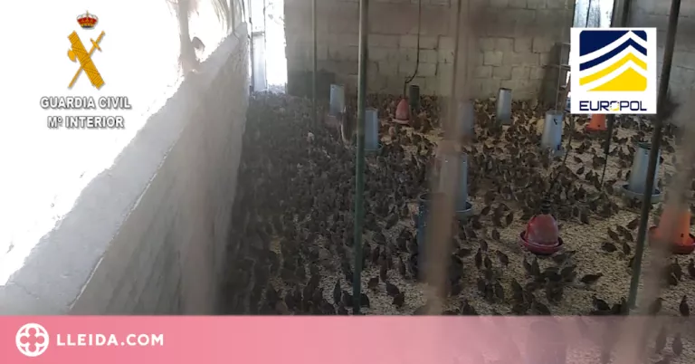 ⏯️ Detinguts a Lleida 58 responsables per destinar guatlles d'una espècie invasora a vedats de caça