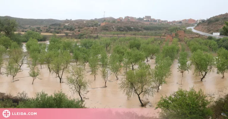 ⏯️ Els forts xàfecs neguen camps de fruiters, oliveres i ametllers al Segrià i les Garrigues