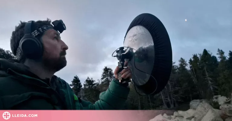 Delimiten àrees crítiques per al gall fer a la Cerdanya per millorar-ne la conservació