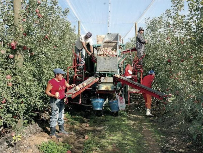 Impuls al cultiu ecològic de poma de muntanya