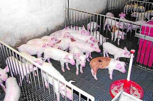 UP alerta de la forta caiguda del preu del porcí pel veto rus