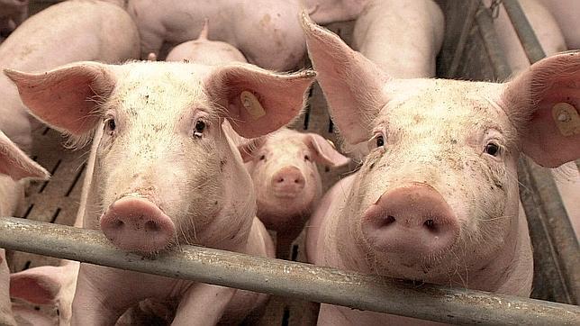 Clausuren una explotació ramadera il·legal a les Borges Blanques i sacrifiquen els animals