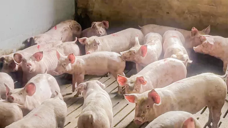 El preu del porc a Mercolleida cau en picat per la crisi de la pesta porcina africana