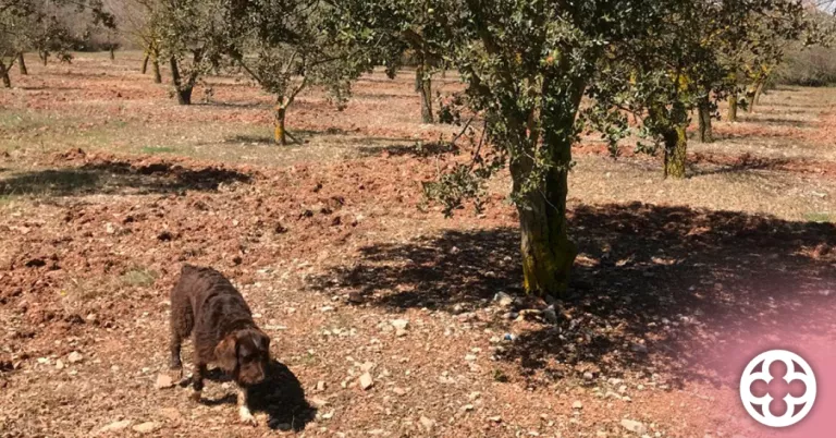 Segons un estudi lleidatà, l'hàbitat és més important que el clima en el conreu de tòfona
